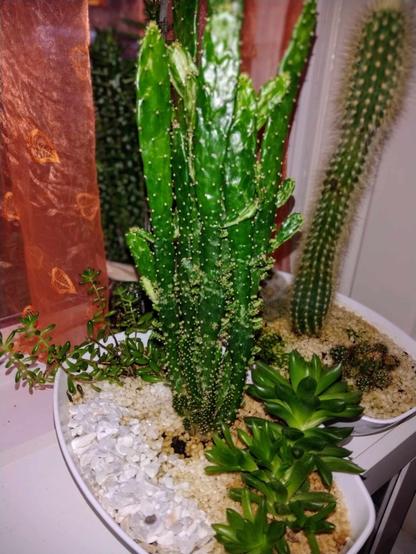 Picture of multiple cactii and succulents in white pots

Crassulae from Fox Botanics, Glasgow