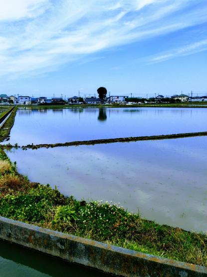 Picture taken in a flat area with many rice paddies in odd shapes and sizes. So from a road that cuts through all that I took this shot looking outwards so there are residential buildings in the background including a gnarly looking tree right at the edge to the flooded paddies in the foreground. The water is calm and offers a rice reflection of what's back there.