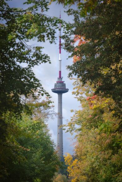 TV tower in the background framed by the trees in the foreground