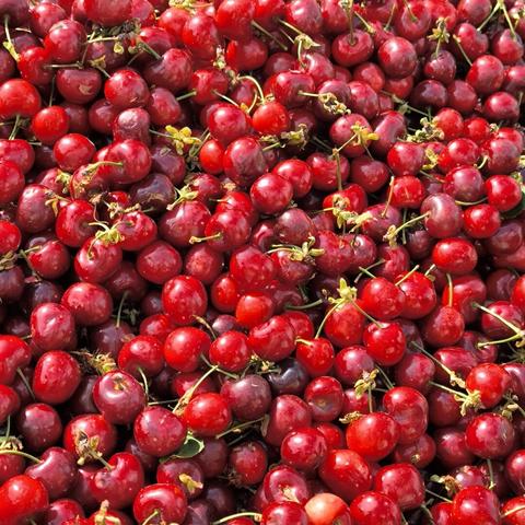 Foto de una cerezas preciosas en el puesto del mercado.