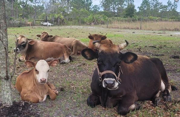 5 cows laying down chewing cud with three goats in the background by Sharon Cummings.