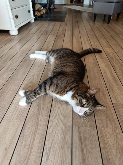 A cat with brown and black tabby stripes and white underside laying flat on the floor. The cat is too warm and is waiting for an incoming thunderstorm to bring the temperature down