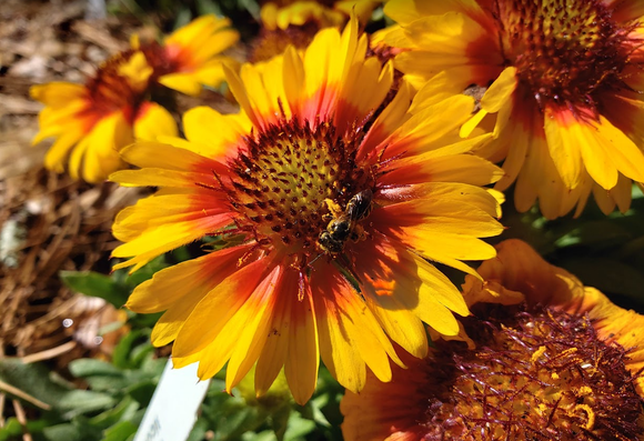 Mason bee covered in pollen on a yellow and red blanket flower.  There are other similar flowers in the background.