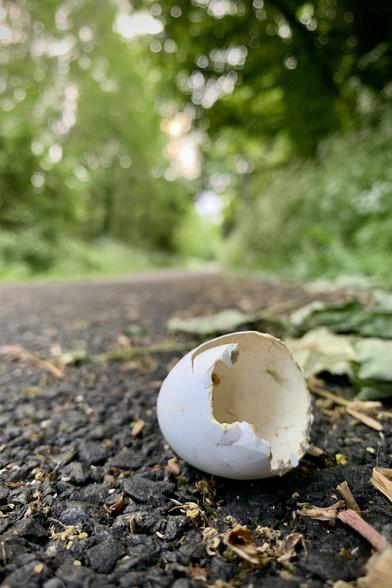 Eggshell on footpath