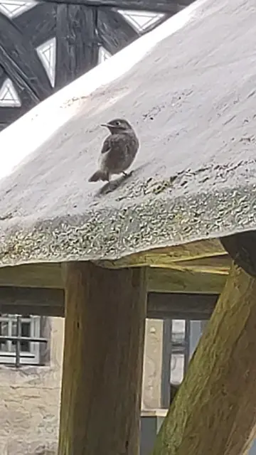 Ein junges Rotkehlchen sitzt auf einem Dach.