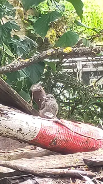 Ein junges Gartenrotschwänzchen sitzt auf einem Stapel Holz