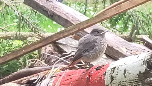 Ein junges, aufgeplustertes Gartenrotschwänzchen sitzt auf einem Stapel Holz