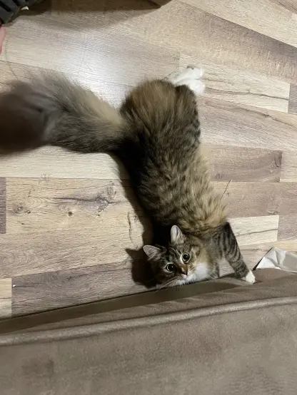 Nova laying on the floor in a very silly position and looking in camera