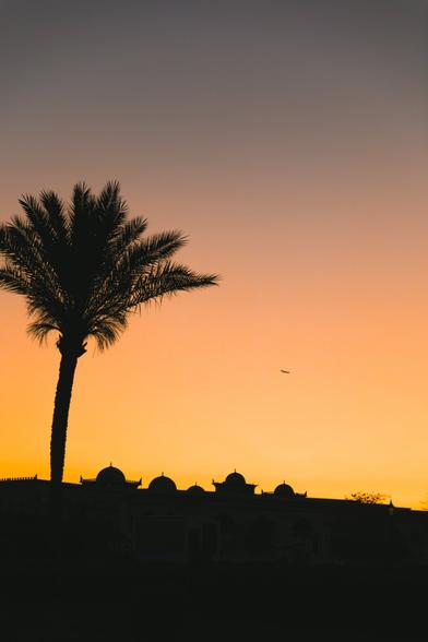 This image features a tranquil scene of sunset, with a palm tree prominently placed in the foreground against a warm, fading sky. The background is adorned with silhouettes of buildings and
structures, possibly indicating a nearby residential area or resort, suggesting that this may be a location popular for vacationing or relaxation. An airplane is visible at the sky seemingly flying towards the palm tree.