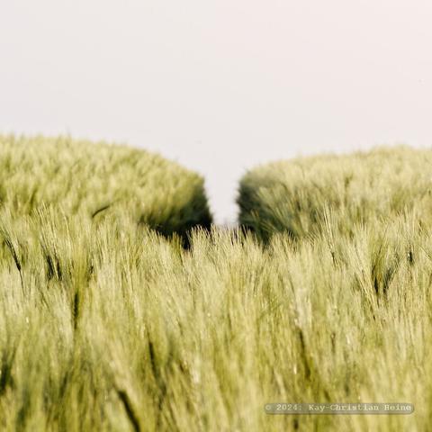Noch grünes, unreifes Gerstenfeld im Gegenlicht der tiefstehenden Abendsonne.