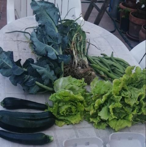 Contenido de la cesta de la semana con brócoli, calabacines, lechuga, habas y ajetes.