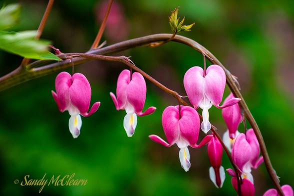 Bleeding Heart flowers against a green background.