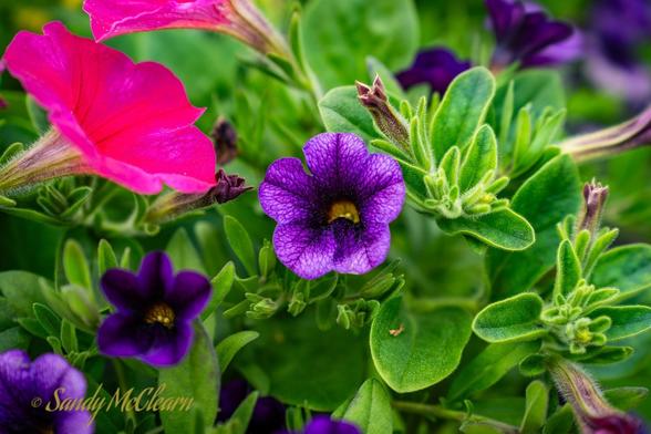 Flowers.
