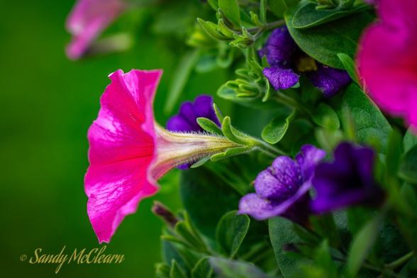 Flowers.