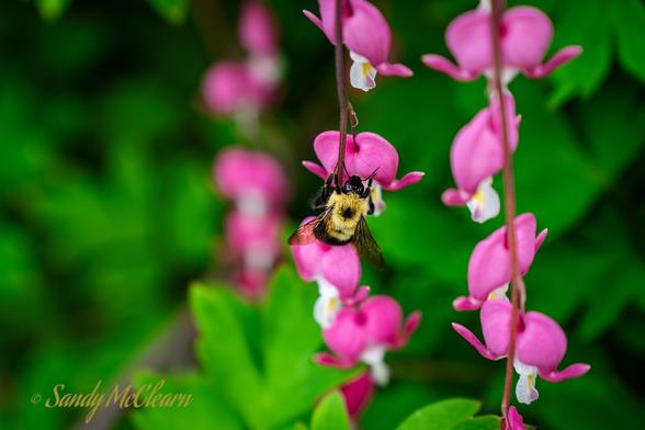 A bumble bee on a bleeding heart flower.