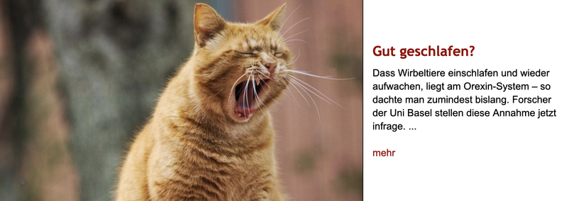 Foto einer herzhaft gähnenden Katze. Rechts daneben Überschrift "Gut geschlafen?" sowie Vorspann des zugehörigen und im Post verlinkten Artikels.