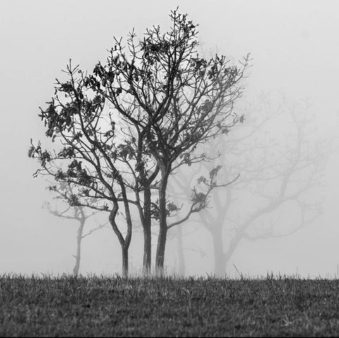 Silhouettes of bare trees in a foggy landscape with grass in the foreground.