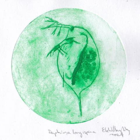 Circular green Tetrapak intaglio print of Daphnia longispina, a tiny planktonic crustacean of the family Daphniidae, a cladoceran native to Eurasia. Only about 2 mm long, it’s found in all sorts of standing freshwater bodies from rock-pools to large lakes.