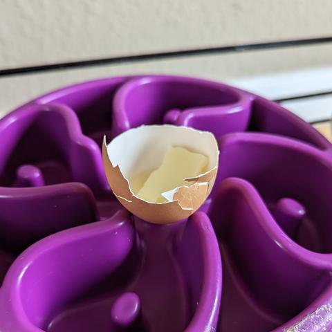 Half an egg shell with a bit of egg white still in it, topped by a tiny slice of cheese