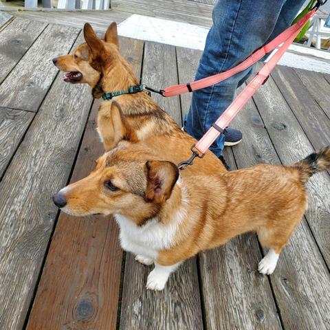 Two Welsh corgi dogs on double leash.