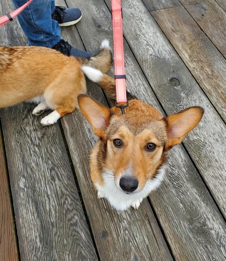 Two Welsh corgi dogs on double leash. One is sitting & looking up at camera
