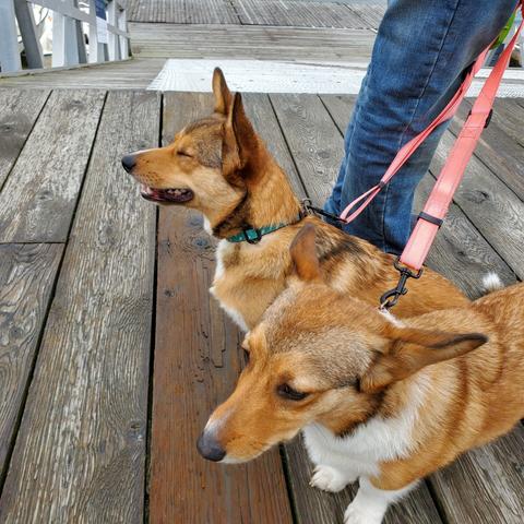 Two Welsh corgi dogs on double leash.