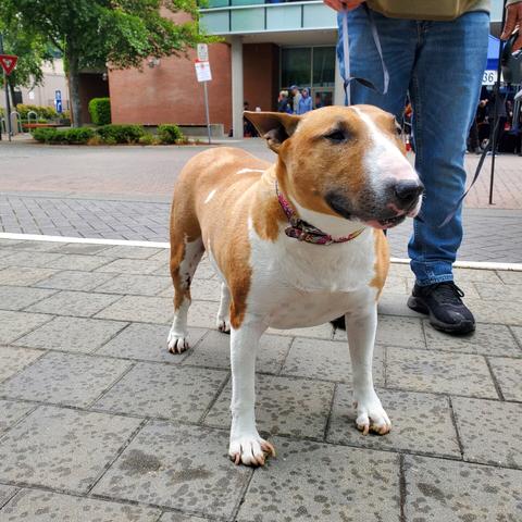 A brown & white, short-haired dog with snout-like face & small triangle tent ears.