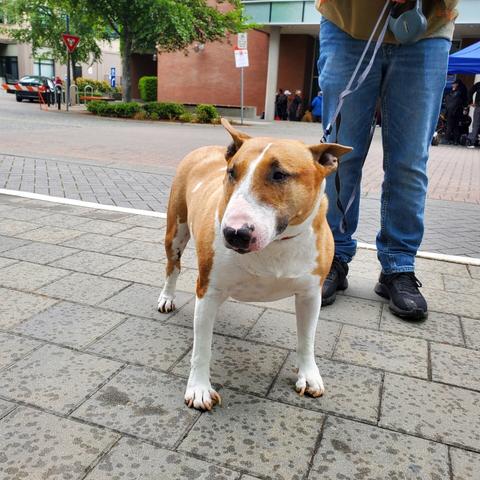 A brown & white, short-haired dog with snout-like face & small triangle tent ears.