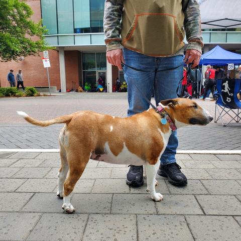A brown & white, short-haired dog with snout-like face & small triangle tent ears. Side profile of her strong, stout body.