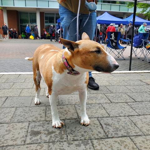 A brown & white, short-haired dog with snout-like face & small triangle tent ears.
