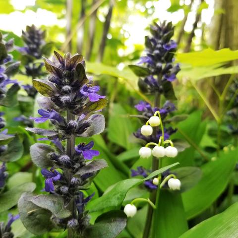 Purple bugle weed and white lily of the valley