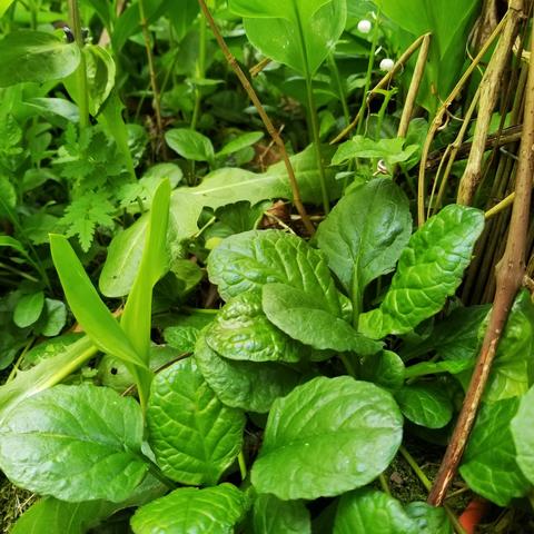 greenery that includes bugleweed leaves, dandelion, fern, hosta, lily of the valley, and moss