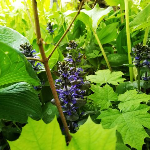 purple stocks of bugle weed nestled in with hosta, maple tree shoots and  leaves, lily of the valley, burdock, creeping buttercup, sow thistle.
