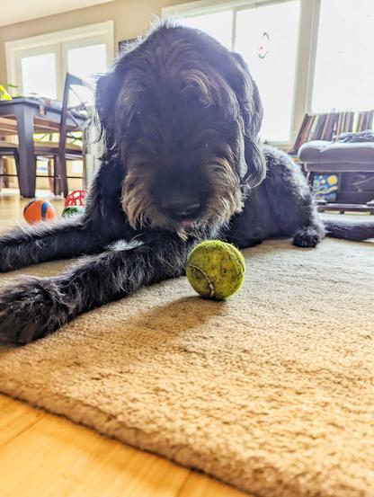 Luna, laying on the carpet, looking at a green tennis ball