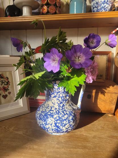 A blue and white speckled ceramic jug. The jug holds some leafy, purple cranesbill flowers and one pink scabious flower. It stands on a wooden cupboard in dappled sunlight.