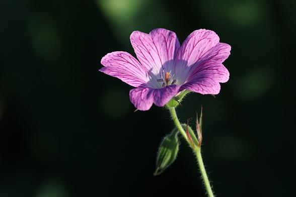 Bloody Cranesbill Geranium