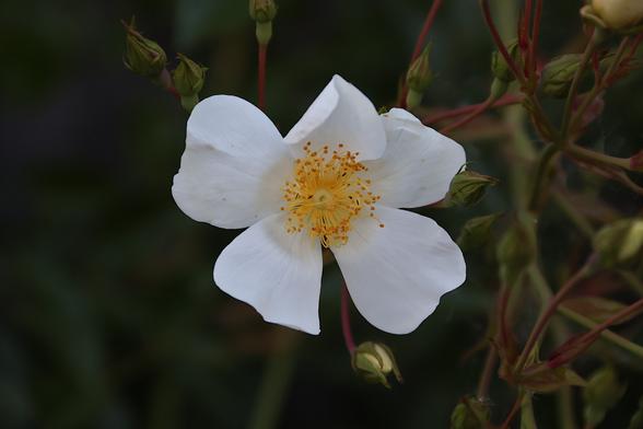 White Dog Rose