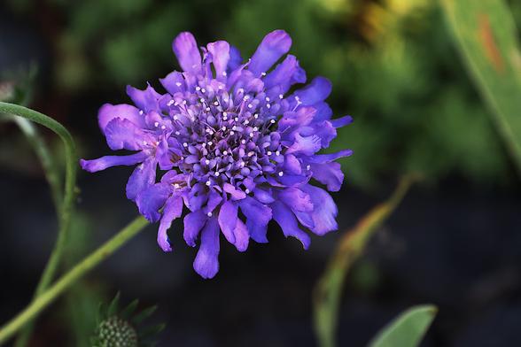 Pincushion Flower