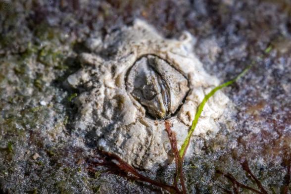 Macro shot of baby barnacles on a rock