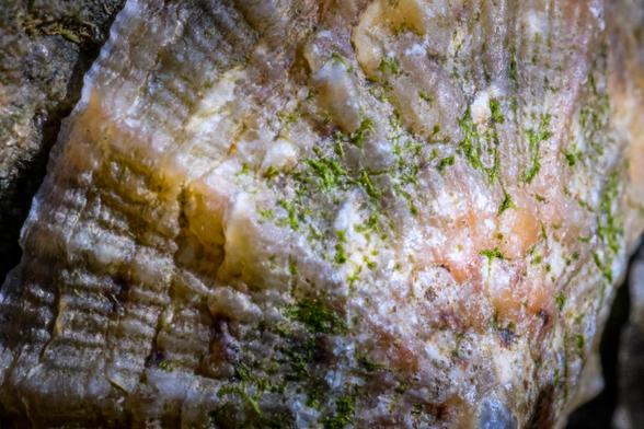 Macro shot of barnacles on a rock, showing details in the shell