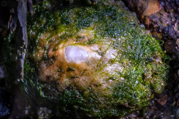 Macro shot of barnacle covered in algae on a rock