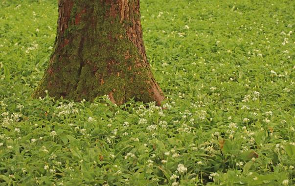 the foot of a stout tree lightly clad in moss is surrounded by a sea of wild green garlic with white flowers