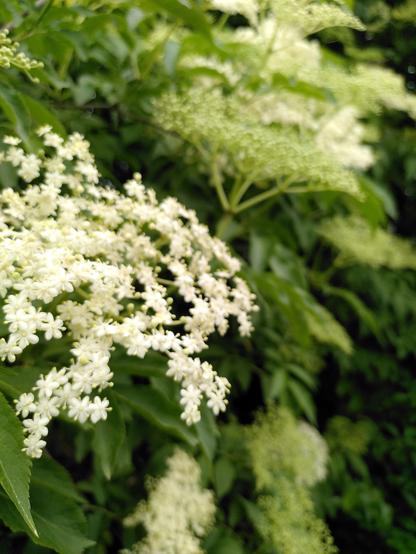 Sambucus nigra floris, Elder flowers
