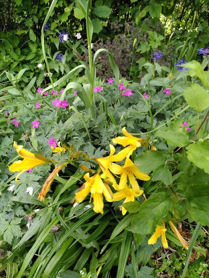 Hemerocallis, Geranium,   Aquilegia, Centaurea flowering