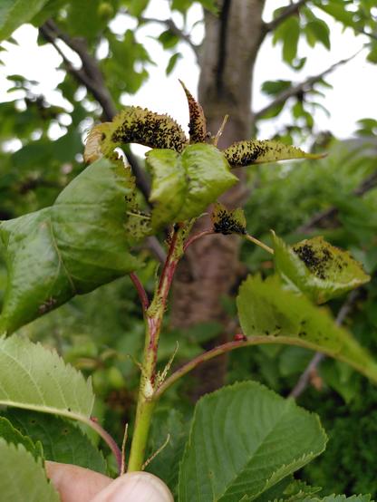Prunus, kirsebærblade med bladlus, mad til de mange nyttedyr i haven