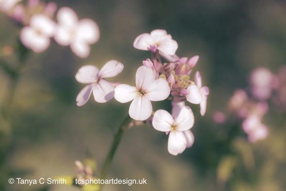 A close-up captures delicate white flowers with a soft pink hue at their centers, set against a gently blurred green background. Each bloom displays four rounded petals and a subtle elegance, suggesting a serene natural setting. Hesperis matronalis also known as dame's rocket and queens gilliflower is a herbaceous flowering plant species that blooms in late spring to the beginning of summer