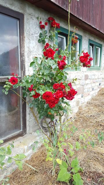 Erstes Bild der Reihe zeigt einen Rosenstrauch mit sehr vielen blühenden roten Rosen