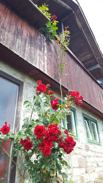 2 Bild der Reihe zeigt wie der Strauch ein Gartenhaus ca 3m hochwandert