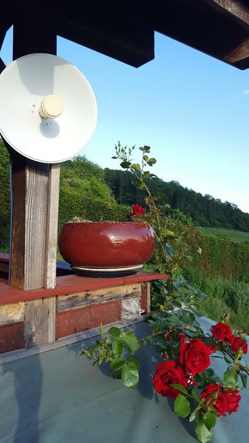 Im 3 Bild kommt der Strauch oben auf der Terrasse bei der Richtfunkantenne an und macht einfach nochmal einige seine wunderschönen Blüten