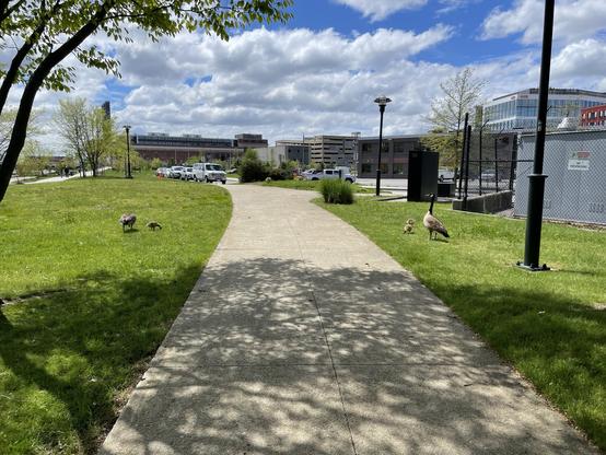 A concrete pathway with geese and goslings on grassy sides blocking the way, trees, urban buildings in the background, and a partly cloudy sky.